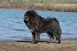 DOGUE DU TIBET 139